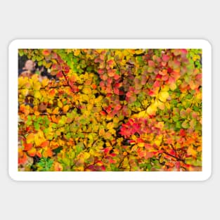 Red and yellow barberry leaves in autumn Sticker
